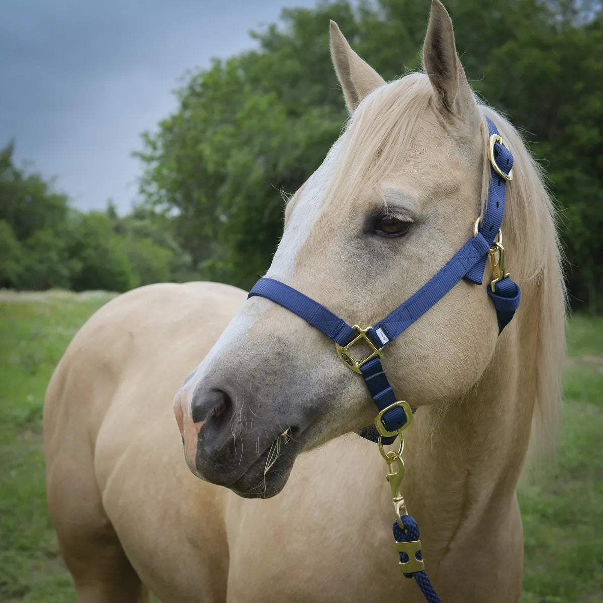 Circle Y Deluxe Nylon Halter