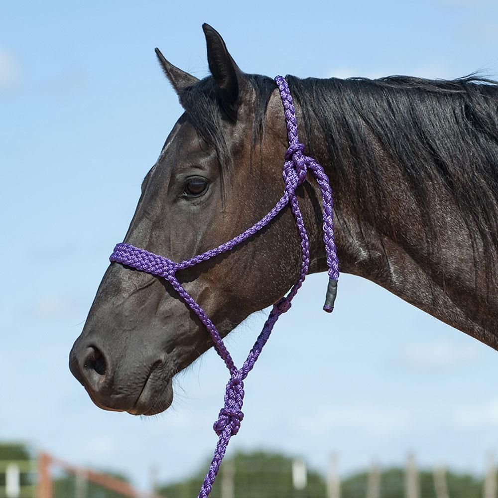 Cashel Flat Braid Halter with 9' Lead