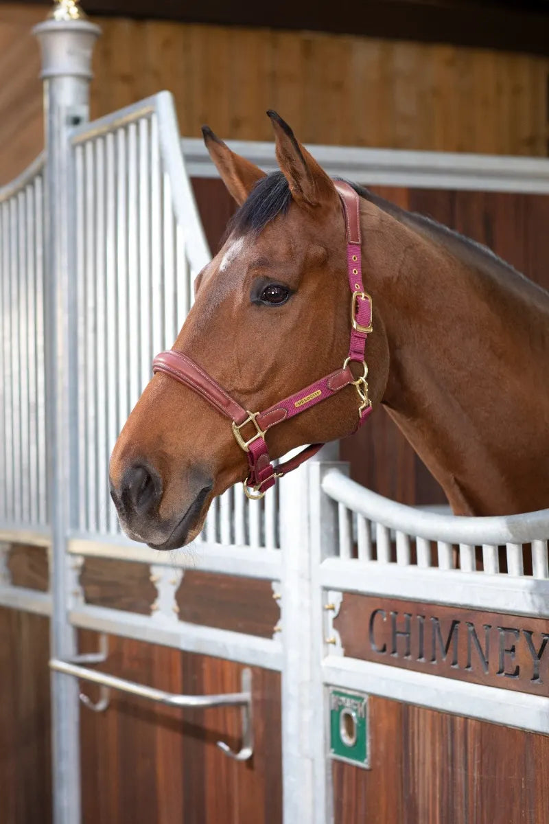 Shires Velociti Lusso Padded Leather Halter