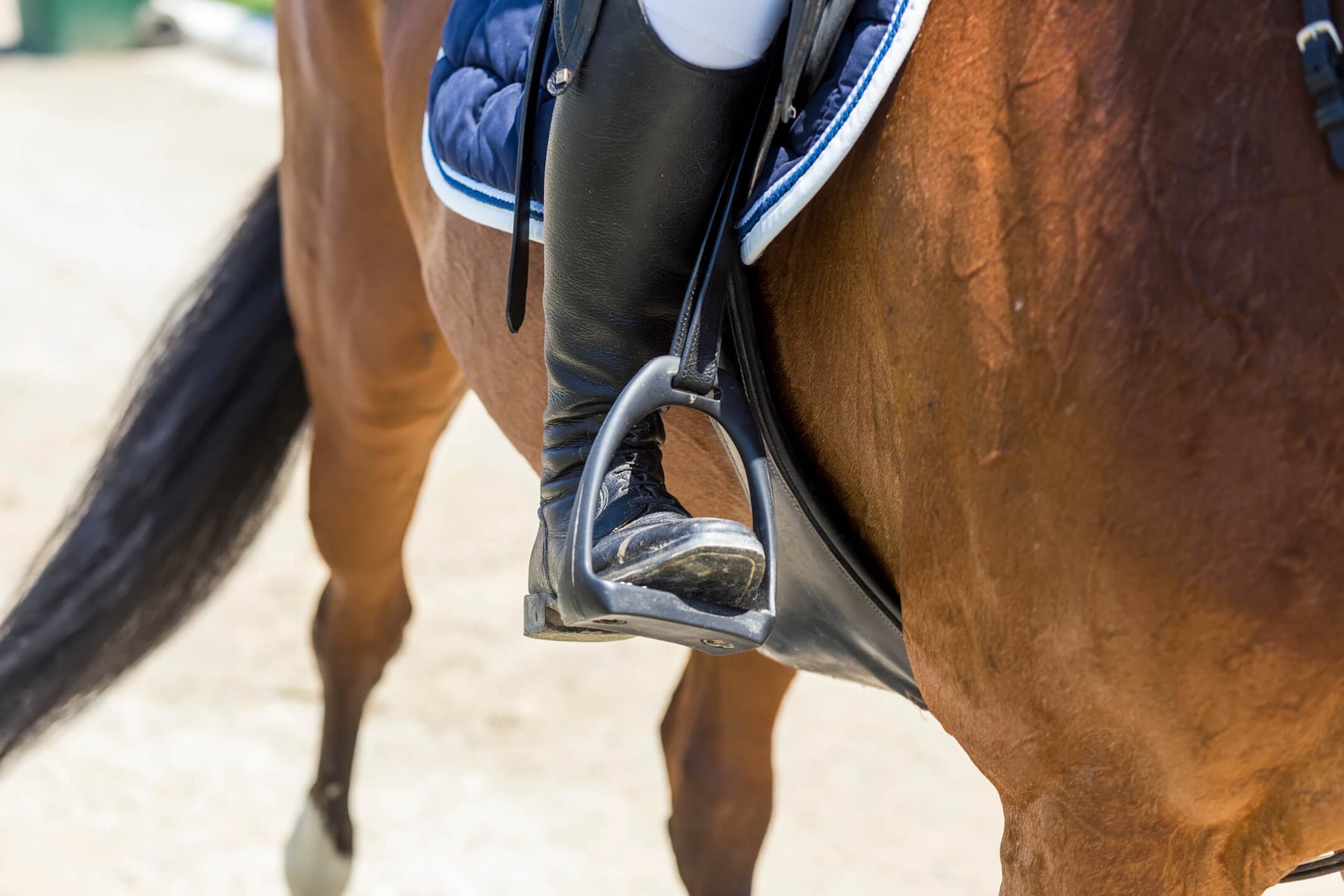 Horse & Equine Supplies Closeout Saddles, Tack & Equipment and More